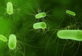 E. coli je najčešća uzročnica upala mokraćnog sustava