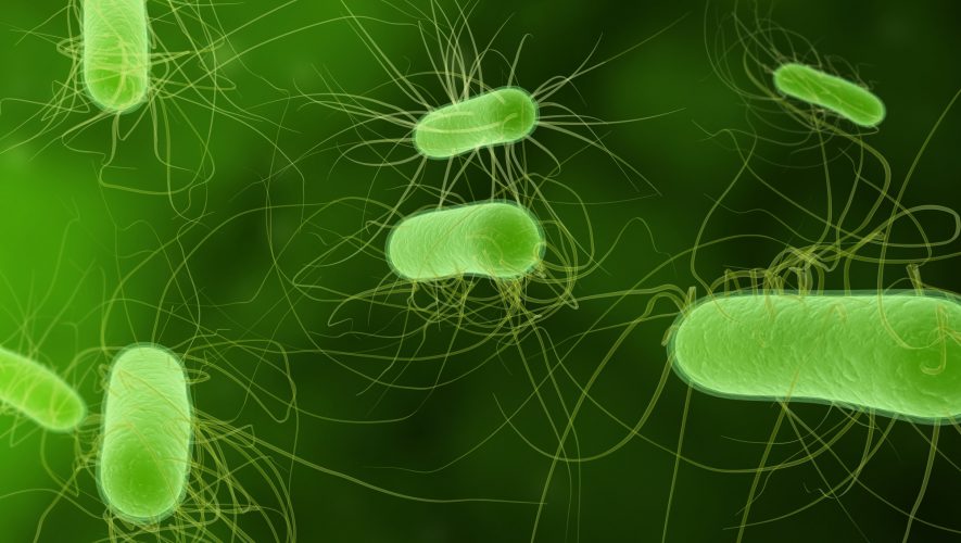 E. coli je najčešća uzročnica upala mokraćnog sustava