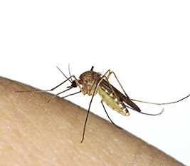 komarac, komarci