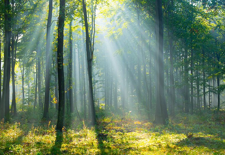 šuma, zdravlje