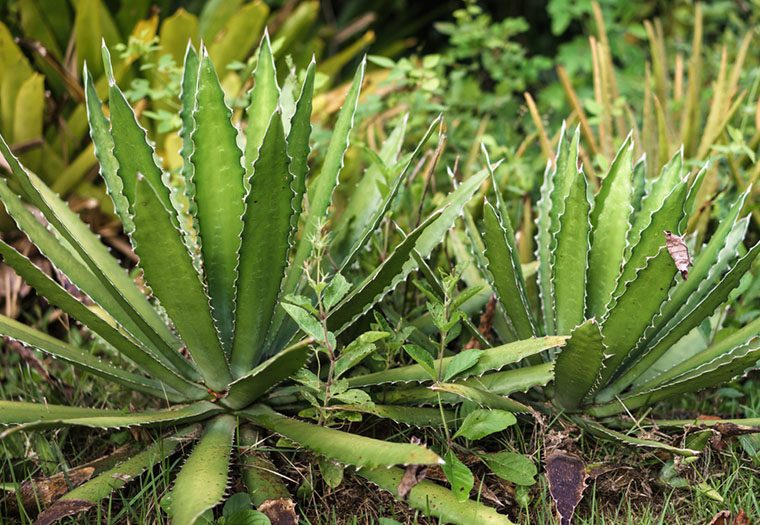 agava, ljekovito bilje koje može biti i sladilo i laksativ