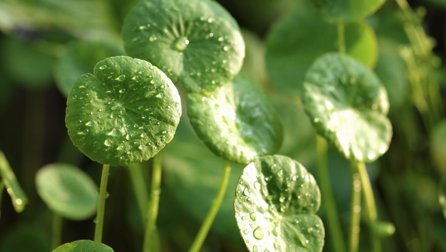 gotu kola u kineskoj medicini je poznata već stoljećima