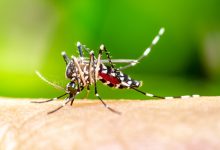komarac, virus zapadnog nila