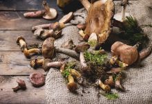 Neke vrste gljiva imaju iznimna ljekovita svojstva