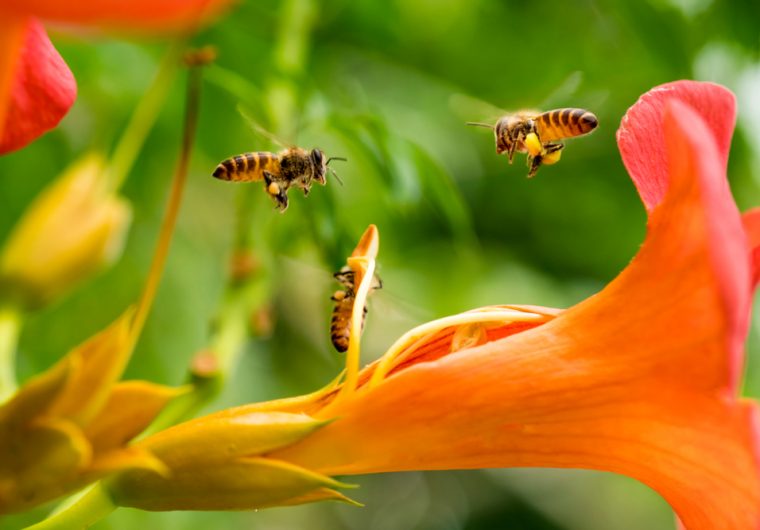 pčela, ubodi kukaca