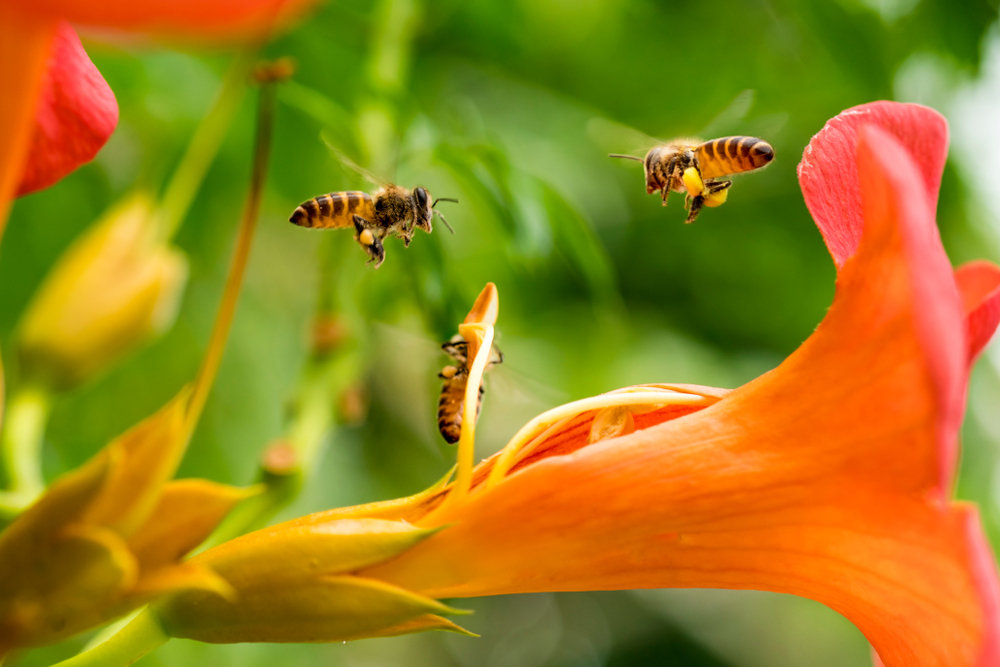 pčela, ubodi kukaca