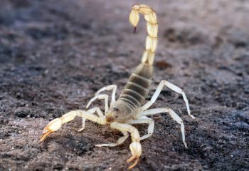 Otrov škorpiona