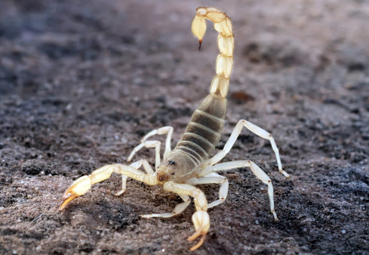 Otrov škorpiona