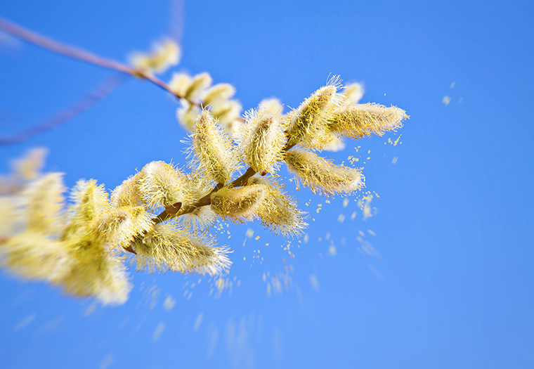 Čest oblik alergijskog rinitisa: Pozdrav proljeću uz peludnu hunjavicu