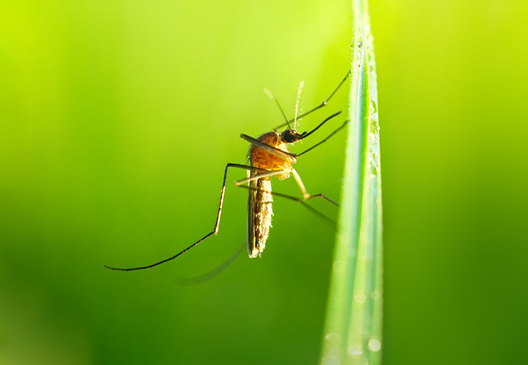 ubodi insekata, svrbež, ubodi, alergijske reakcije