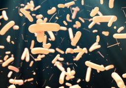 Zdravlje crijeva - što je crijevna mikrobiota