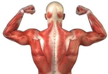 UZV pregled muskuloskeletnog sustava