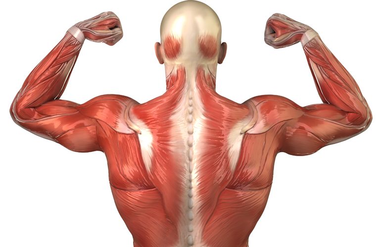UZV pregled muskuloskeletnog sustava