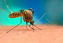 komarci krpelji zaraza koronavirusom rizik od zaraznih bolesti