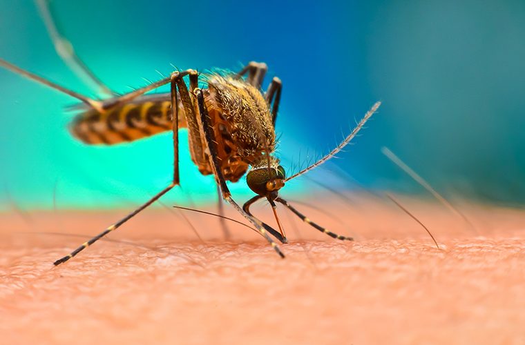 komarci krpelji zaraza koronavirusom rizik od zaraznih bolesti