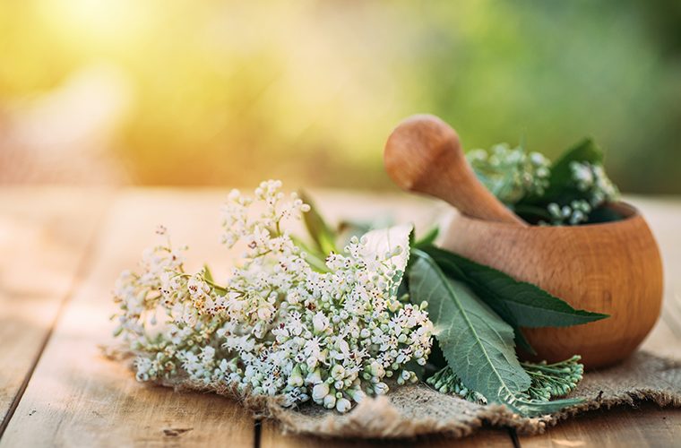 valerijana Valeriana officinalis živci smirenje opuštanje
