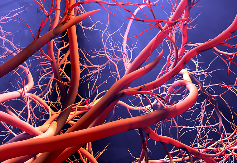 srce krvne žile mikrovaskularna bolest srčani udar