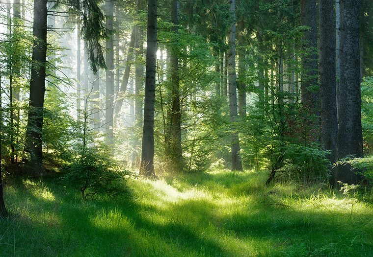 šumska medicina-ljekovitost šume
