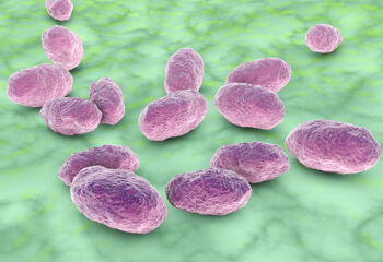 Hib bakterija-haemophilus influenzae