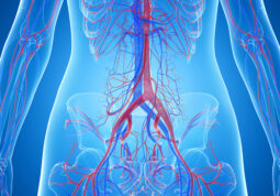 aorta