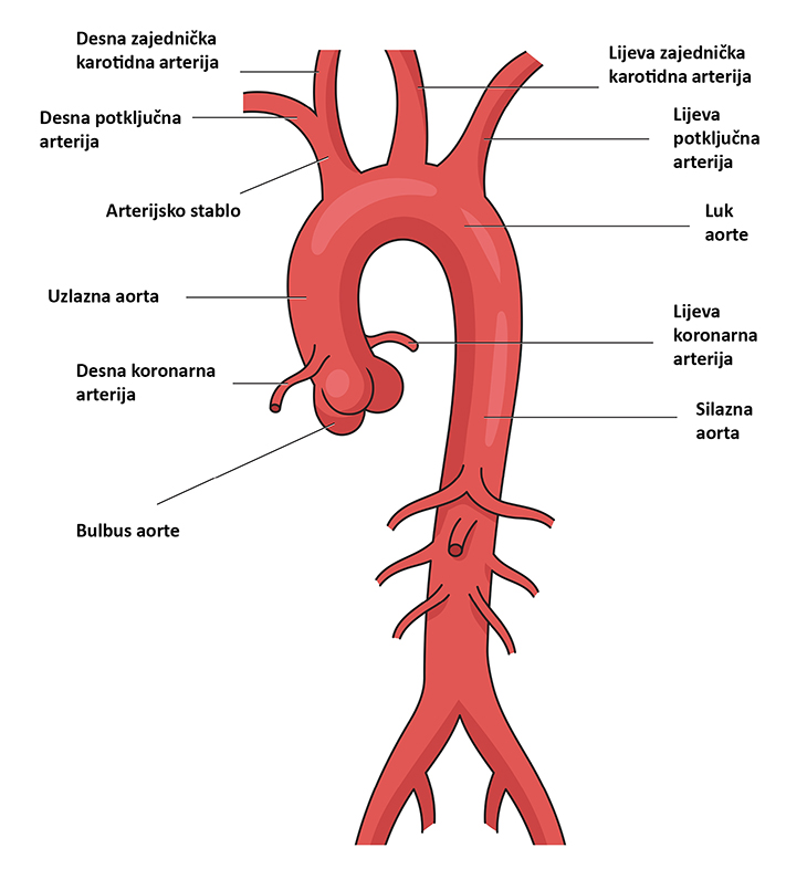 aorta