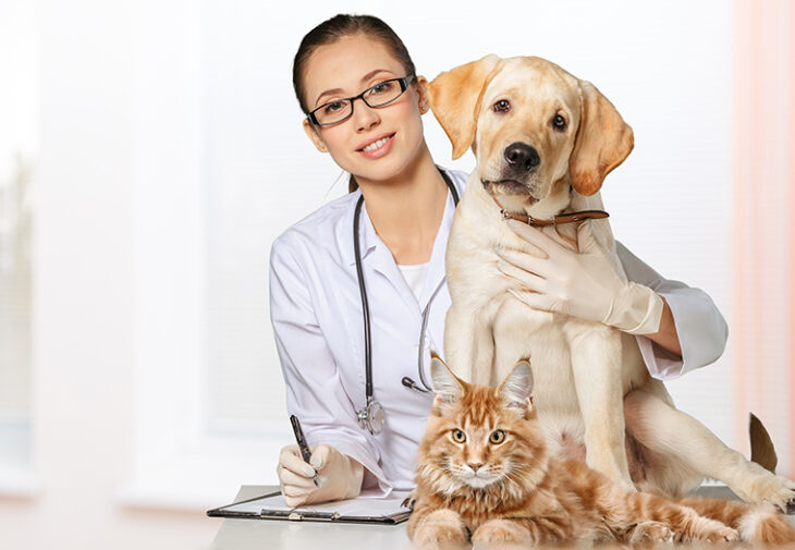 pankreatitis u pasa i mačaka