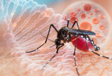 virus zapadnog nila meningitis encefalitis