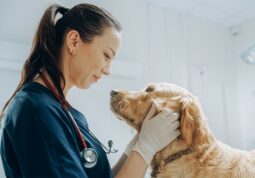 veterinar kucni ljubimac hitna stanja povracanje proljev