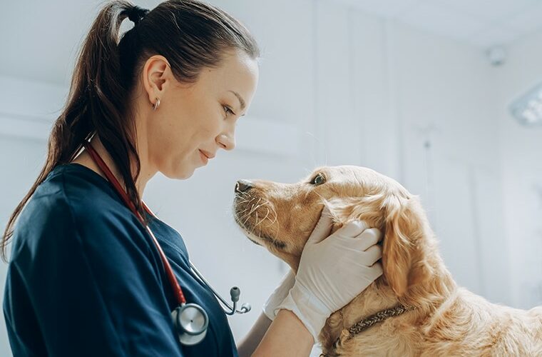 veterinar kucni ljubimac hitna stanja povracanje proljev