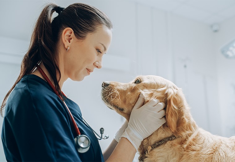veterinar kucni ljubimac hitna stanja povracanje proljev